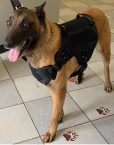 canine tactical harness medium